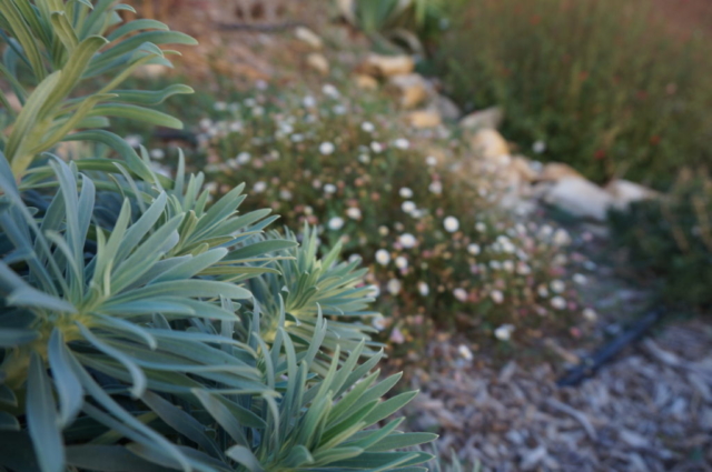 Euphorbe et erigeron karvinskianus