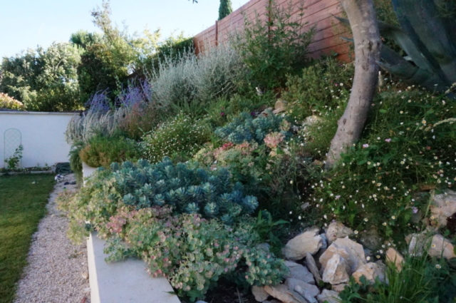 Plantation de végétaux de terrain sec et couvre-sols pour habiller le talus