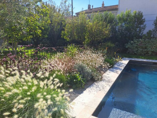 pennisetum, mixed border