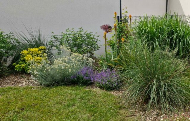 Jardin anglais, mixed border, graminée, pennisetum