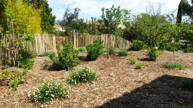 Ganivelle, permaculture, mulch, potager