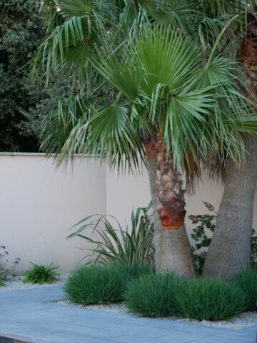 Washigntonia, bulbine, jardin exotique