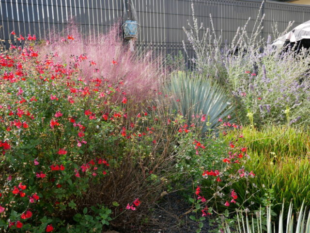 Mixed border, exotic, mulhenbergia, yucca rostrat, salvia grahamii, bulbine, perovskia