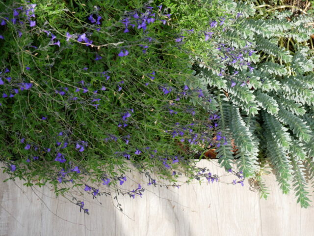 Sauge, euphorbe de corse, Euphorbia myrsinites, border,